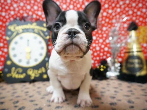 French Bulldog-DOG-Male-BRINDLE/WH-20786-Petland Racine, Wisconsin