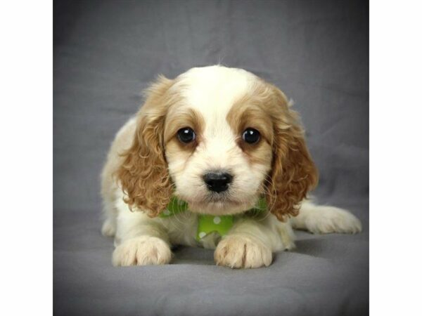 Cavapoo-DOG-Male-Blenheim-21002-Petland Racine, Wisconsin