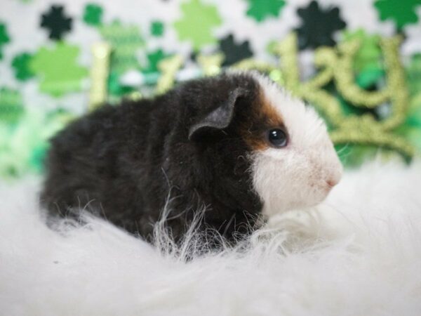 Guinea Pig-GUINEA PIG-Male--21072-Petland Racine, Wisconsin