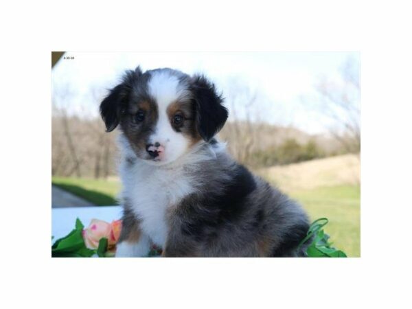 Miniature Australian Shepherd-DOG-Male-bl mrl-21421-Petland Racine, Wisconsin