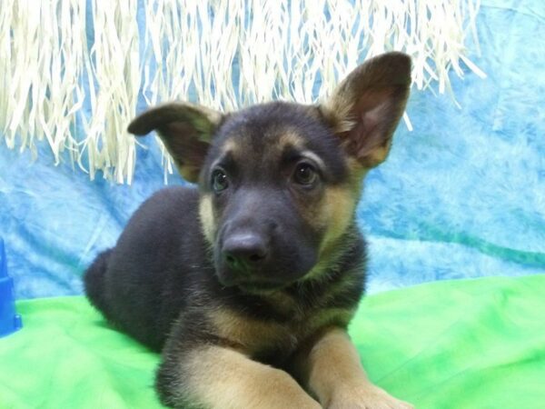 German Shepherd-DOG-Female-BLK/TAN-21616-Petland Racine, Wisconsin