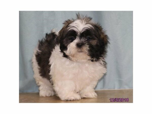 Shih Tzu-DOG-Male-Brindle / White-22411-Petland Racine, Wisconsin