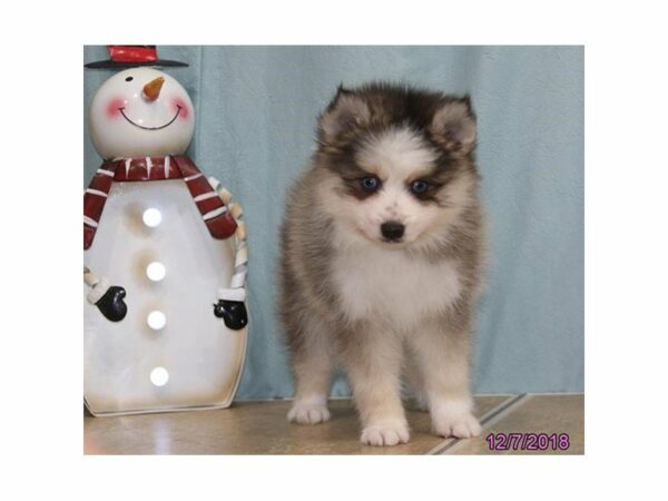 Pomsky-DOG-Male-Black / White-22410-Petland Racine, Wisconsin