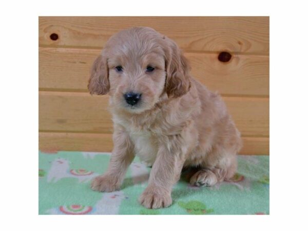 Mini Goldendoodle-DOG-Male-Red-22438-Petland Racine, Wisconsin