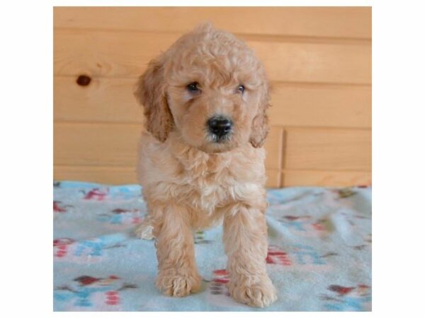 Mini Goldendoodle 2nd Gen-DOG-Female-Red-22466-Petland Racine, Wisconsin
