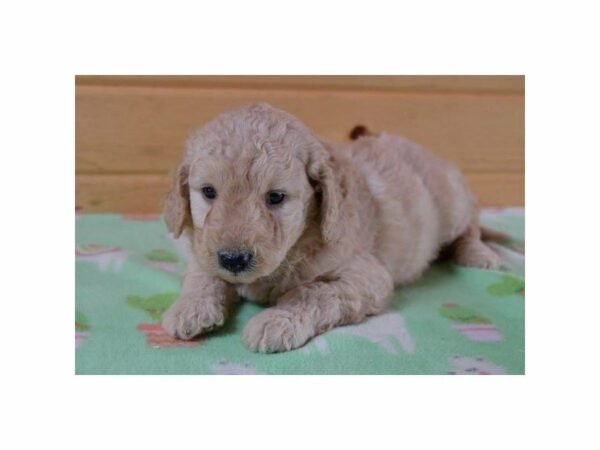 Mini Goldendoodle 2nd Gen-DOG-Male-Apricot-22465-Petland Racine, Wisconsin