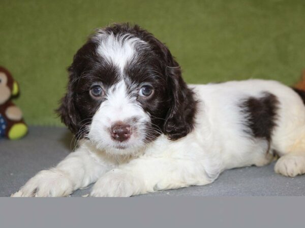 Cocker Spaniel-DOG-Female-Chocolate / White-22464-Petland Racine, Wisconsin