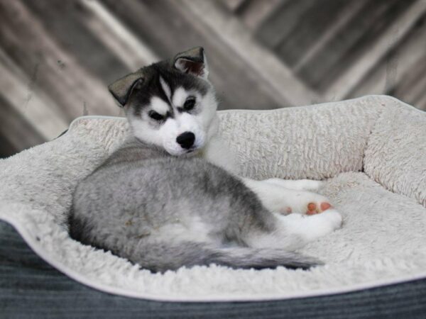 Siberian Husky-DOG-Male-White-22460-Petland Racine, Wisconsin