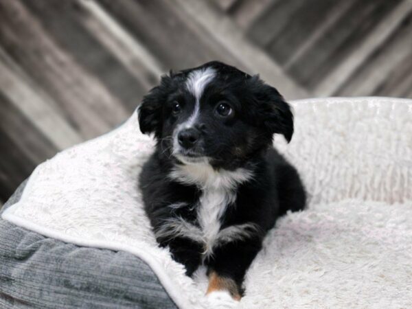 Australian Shepherd-DOG-Female-Black Tan / White-22487-Petland Racine, Wisconsin