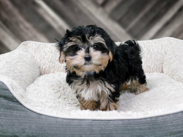 Morkie-DOG-Male-BLK/TAN-22476-Petland Racine, Wisconsin