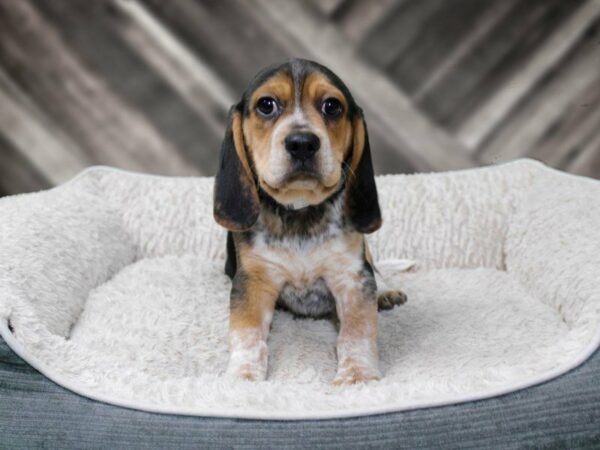 Beagle-DOG-Male-TRI-22495-Petland Racine, Wisconsin