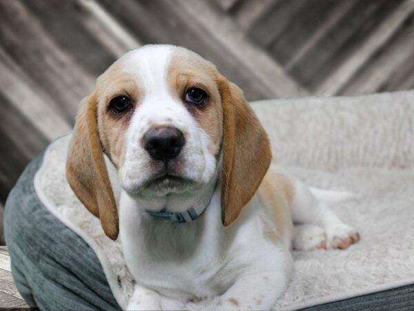 Beagle-DOG-Male-LEMON/WH-22496-Petland Racine, Wisconsin