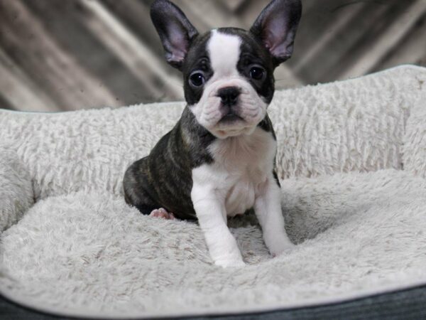 Frenchton-DOG-Female-BLK/WH-22504-Petland Racine, Wisconsin