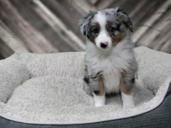 Miniature Australian Shepherd-DOG-Male-BLUE MERLE-22501-Petland Racine, Wisconsin