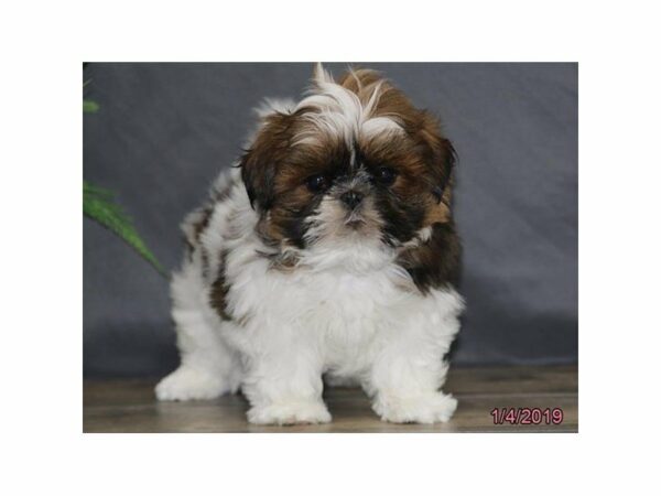 Shih Tzu-DOG-Male-Red / White-22517-Petland Racine, Wisconsin