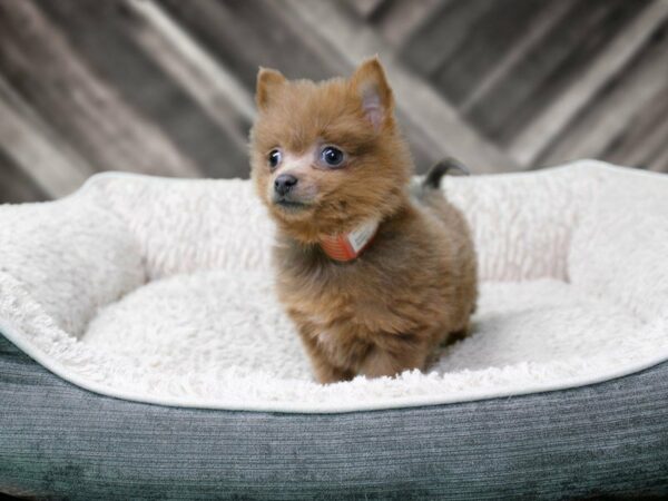 Pomeranian-DOG-Female-SABLE-22522-Petland Racine, Wisconsin