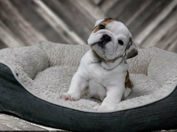 English Bulldog-DOG-Male-RED/WH-22519-Petland Racine, Wisconsin