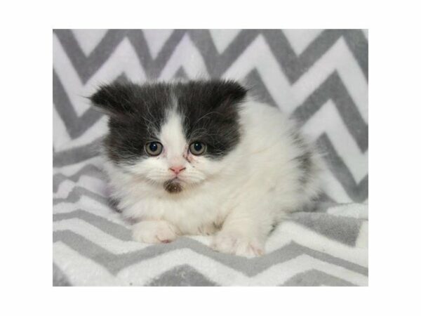 Persian-CAT-Male-White-22530-Petland Racine, Wisconsin