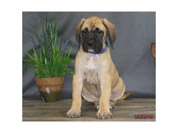 English Mastiff-DOG-Female-Fawn-22527-Petland Racine, Wisconsin
