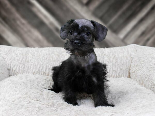 Schnoodle-DOG-Male-BLK-22548-Petland Racine, Wisconsin