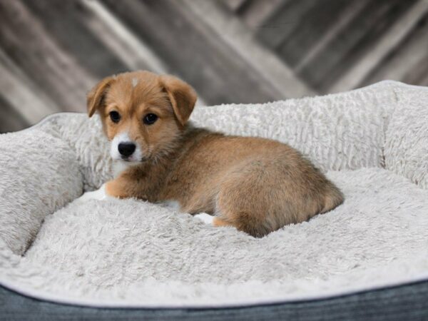 Pembroke Welsh Corgi-DOG-Female-Red-22532-Petland Racine, Wisconsin