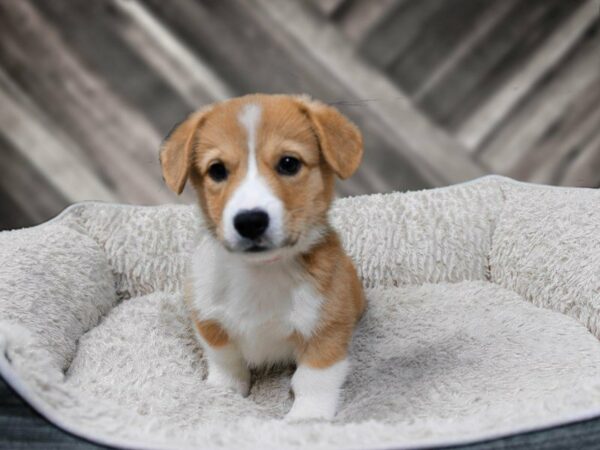 Pembroke Welsh Corgi-DOG-Male-Red-22531-Petland Racine, Wisconsin