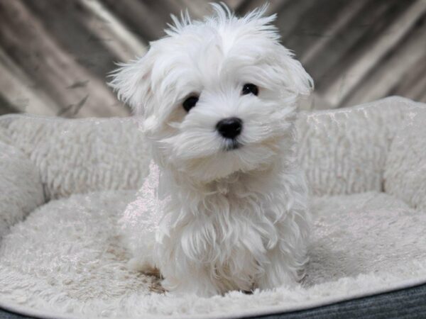 Maltese-DOG-Male-White-22538-Petland Racine, Wisconsin