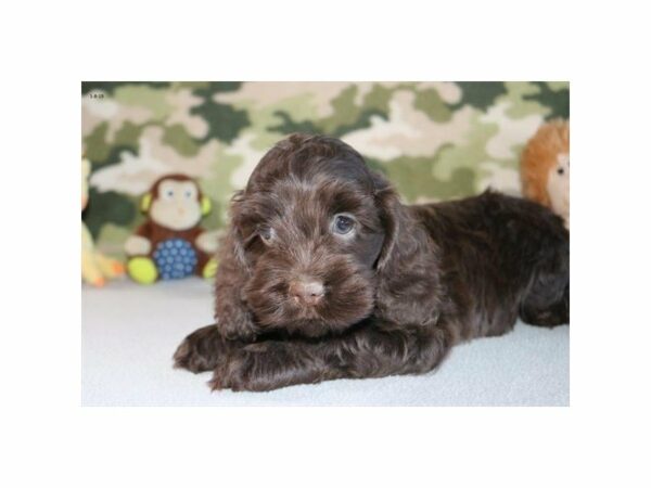 Cock A Poo-DOG-Male-Chocolate-22564-Petland Racine, Wisconsin