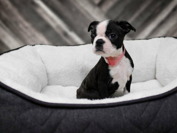 Boston Terrier-DOG-Female-Black Brindle / White-22554-Petland Racine, Wisconsin