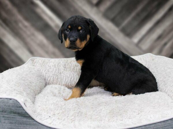 Rottweiler-DOG-Female-BLK/RST-22578-Petland Racine, Wisconsin