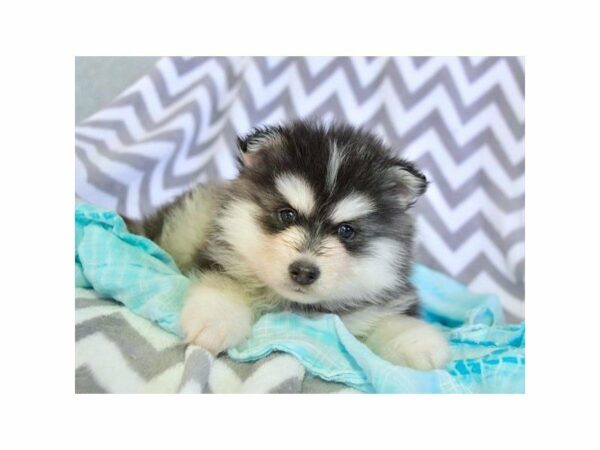 Pomsky-DOG-Male-Gray-22591-Petland Racine, Wisconsin