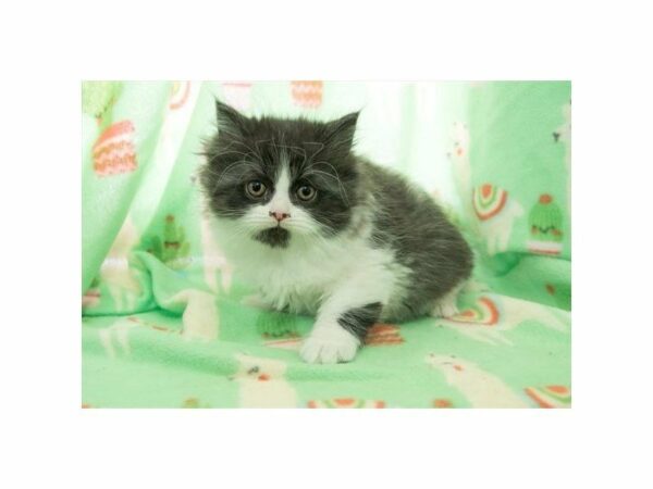 Persian-CAT-Male-Black / White-22601-Petland Racine, Wisconsin