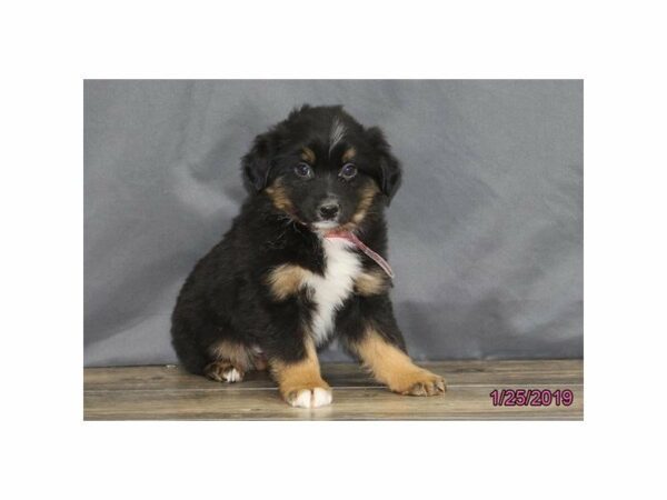 Australian Shepherd-DOG-Male-Black-22586-Petland Racine, Wisconsin