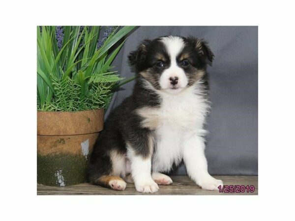 Australian Shepherd-DOG-Female-Black-22593-Petland Racine, Wisconsin