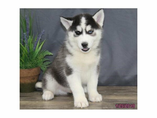 Siberian Husky-DOG-Male-Black / White-22595-Petland Racine, Wisconsin