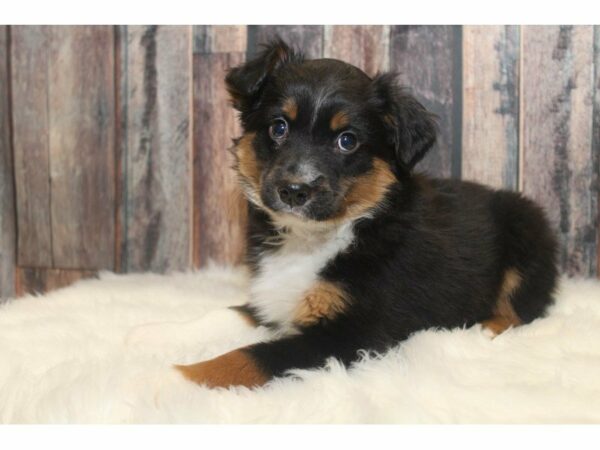 Australian Shepherd-DOG-Male-Black-14535-Petland Racine, Wisconsin