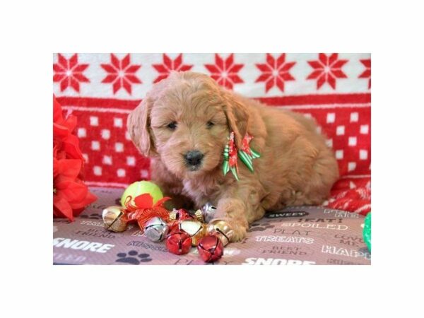 Mini Goldendoodle-DOG-Female-Red-22620-Petland Racine, Wisconsin