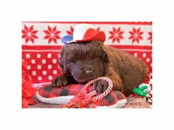 Newfoundland-DOG-Male-Chocolate-22632-Petland Racine, Wisconsin