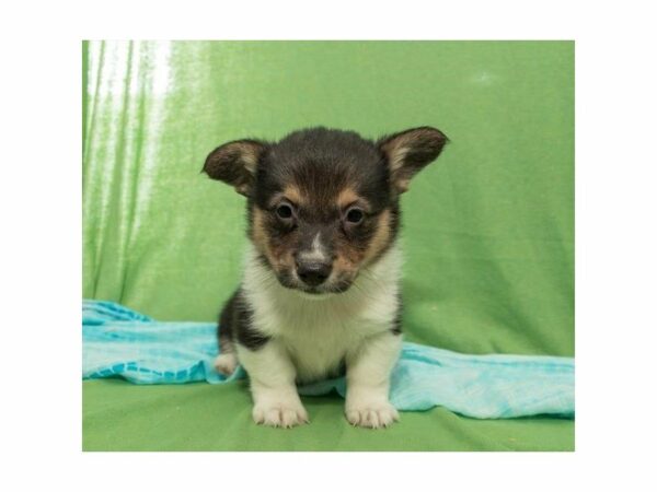 Pembroke Welsh Corgi-DOG-Male-Black-22623-Petland Racine, Wisconsin