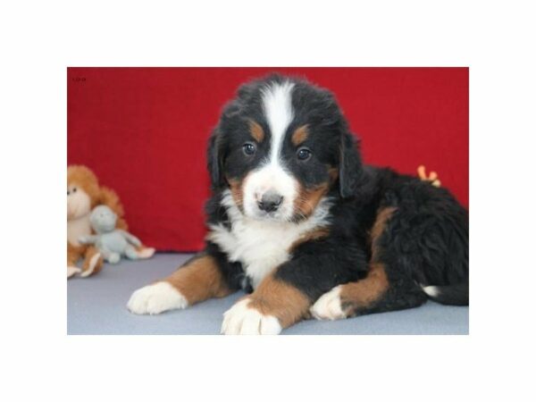 Bernese Mountain Dog-DOG-Male-Black Rust / White-22618-Petland Racine, Wisconsin