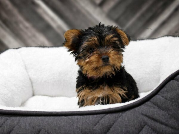 Yorkshire Terrier-DOG-Male-BLK/TAN-22647-Petland Racine, Wisconsin