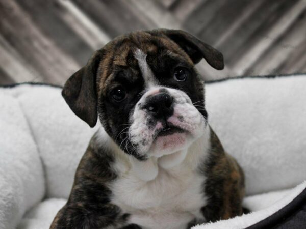 English Bulldog-DOG-Female-BRIN TUX-22639-Petland Racine, Wisconsin