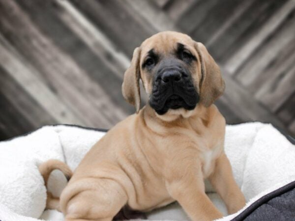English Mastiff-DOG-Male-FAWN-22640-Petland Racine, Wisconsin