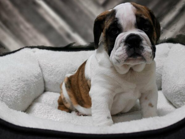 English Bulldog-DOG-Male-HONEY BRINDLE-22638-Petland Racine, Wisconsin