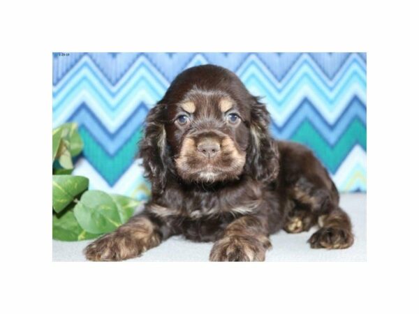 Cocker Spaniel-DOG-Male-Chocolate-22662-Petland Racine, Wisconsin