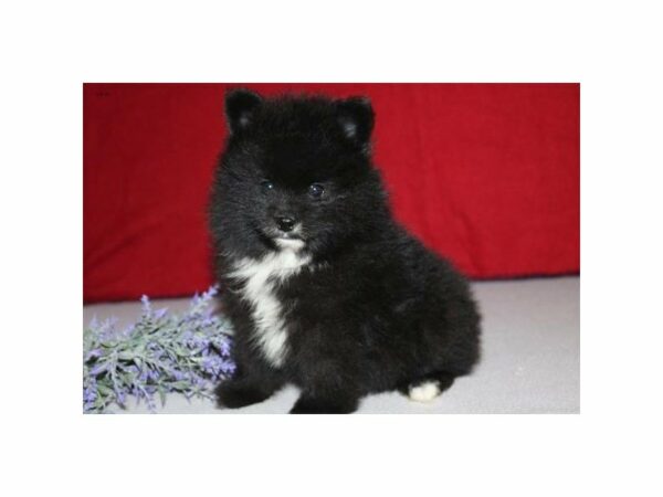 Pomeranian-DOG-Male-Black-22684-Petland Racine, Wisconsin