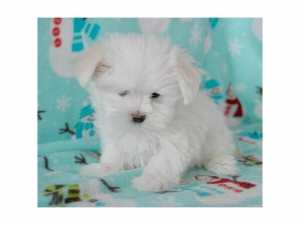 Maltese-DOG-Male-White-22683-Petland Racine, Wisconsin