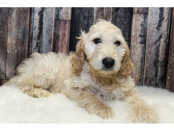 Goldendoodle 2nd Gen-DOG-Male-Cream-14608-Petland Racine, Wisconsin