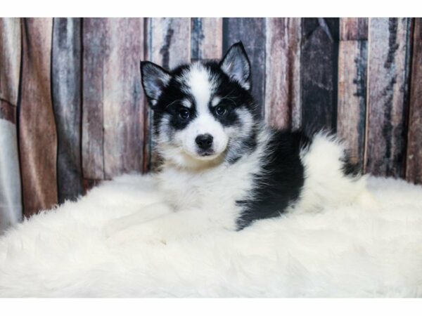 Pomsky-DOG-Male-White / Black-14604-Petland Racine, Wisconsin