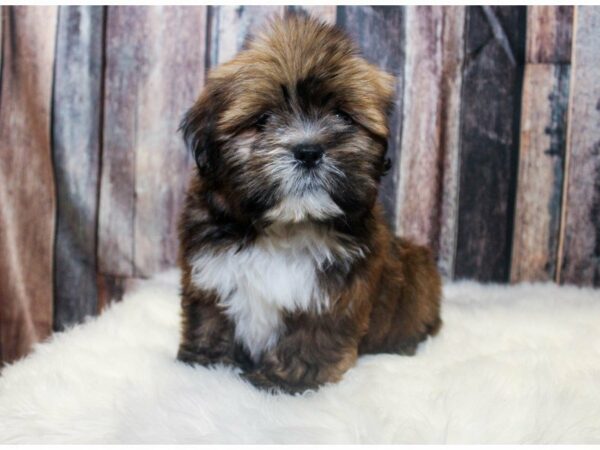 Lhasa Apso-DOG-Male-Red-14593-Petland Racine, Wisconsin